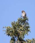 Mountain Bluebird 4134